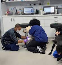 Because we take the time to get to know your pet, we can better understand his or her needs. Williamsburg Vet In Brooklyn Williamsburg Veterinary Clinic