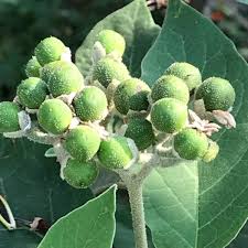 Image result for Solanum supinum