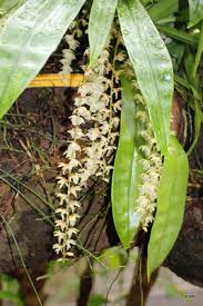 Image result for Diaphananthe sarcophylla