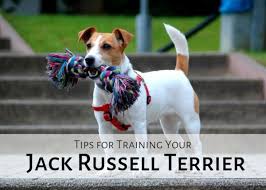 The traits and skills that make them excellent hunting dogs (i.e., digging, barking, aggressive nature). How Not To Train A Jack Russell Terrier Pethelpful