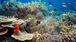 Pin On Under The Sea