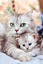 The cat and dog may kiss, yet are none the better friends. Cat S Eyes Baby Animals Kittens Cutest Beautiful Cats