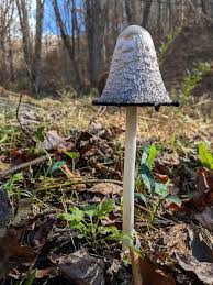 Image result for Coprinus comatus