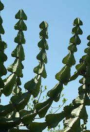 Image result for Euphorbia cooperi