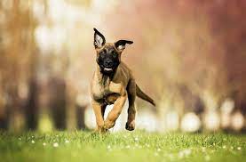 We did not find results for: Hd Wallpaper Dogs Belgian Malinois Baby Animal Depth Of Field Pet Puppy Wallpaper Flare