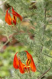 Image result for Lotus berthelotii