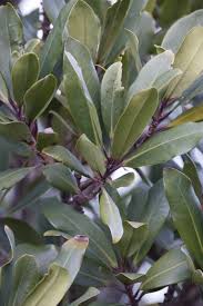 Image result for Rapanea melanophloeos