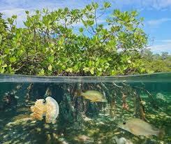 Biodiversity Definition Examples And Threats Biology Dictionary