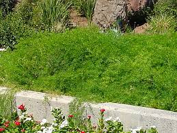 Image result for A. densiflorus Sprengeri