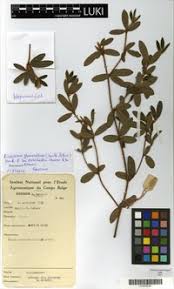 Image result for Eriosema laurentii