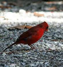 They are unique to each particular state they represent the state or region they are chosen by the citizens and lawmakers of each state they symbolize the unique history and independence of each state north carolina has many different. North Carolina State Bird Cardinal Aka Winter Redbird