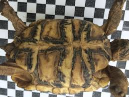 Wir verkaufen aus unserer hobbyzucht ein paar wunderschöne schildkröten babys. Tiervermittlung Landschildkroten Stuttgart