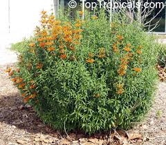 Image result for Leonotis