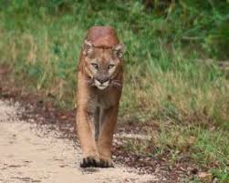 State freshwater fish largemouth bass. New Study Shows Florida Panther Breeding Program Helped Rescue Endangered State Animal 90 7 Wmfe