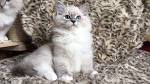 The Lynx Point Ragdoll Cat - Ragdoll Fanciers Worldwide ...