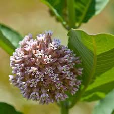 Common Milkweed Seeds And Plants For Large Butterfly Gardens Milkweed Seeds Milkweed Plant Milkweed