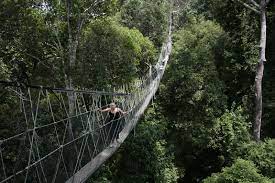 Pueden estar en taman negara canopy walkway o cerca de allí. Longest Canopy Walkway Taman Negara Walkway Kuala Lumpur Malaysia 1 509 Feet Long Deep In The Heart Of The Taman Negara Scary Bridges National Park Tours