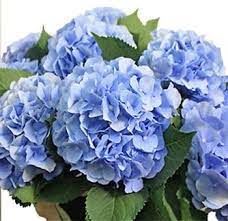 Blue Hydrangea Dutch Flower Hydrangea Wedding Bouquet Flowers Near Me Hydrangea Bouquet Wedding Hydrangeas Wedding Blue Hydrangea