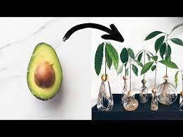 The Fastest Way To Grow An Avocado Youtube Grow Avocado How Do Avocados Grow Where Do Avocados Grow