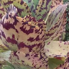 Image result for Kalanchoe marmorata