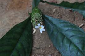 Image result for Lankesteria