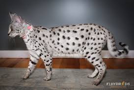 I am an exotic kitten breeder and offer kittens for sale in virginia specializing in: Savannah Cat Colors