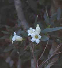 Image result for Rothmannia globosa