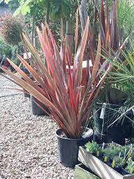 Buy Phormium Firebird For Sale And Mail Order Online Plants To Purchase New Zealand Flax Norwich Norfolk Plants Garden Design Front Garden