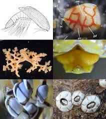 Image result for Thecacoris