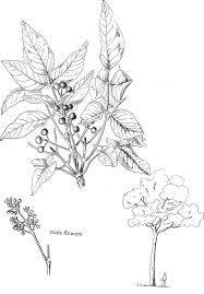 Image result for Fagaropsis