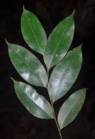 Image result for Xylopia acutiflora