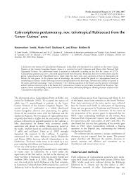 Image result for Calycosiphonia spathicalyx