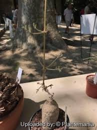 Image result for Cyphostemma montanum