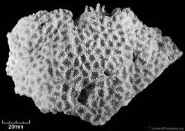 Image result for Microcoelia corallina