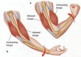 It is most commonly found on the wrist or hands. Muscles And Bones Oben Science 7e