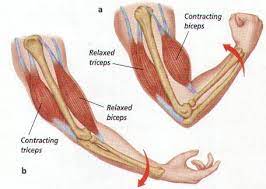 Main bones, joints and muscles of the body: Muscles And Bones Oben Science 7e