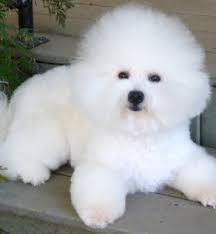 Bichon frise puppies for sale in north carolina, usa, page 1 (10 per page) puppyfinder.com is your source for finding an ideal bichon frise puppy for sale in north carolina, usa area. Bichon Frise