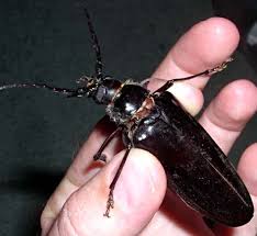 Palo verde beetles belong to the beetle family cerambycidae, the longhorn beetles. Palo Verde Root Borer University Of Nevada Cooperative Extension Northeast Clark County