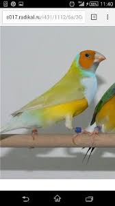 Pin By Brewer Harty On Birds To See Pet Birds Beautiful Birds Birds