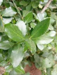 Image result for Acokanthera schimperi
