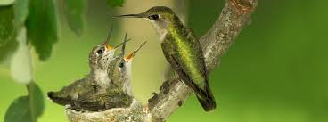 Find the perfect ruby throated hummingbird nest stock photo. Ruby Throated Hummingbird American Bird Conservancy