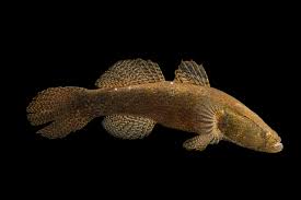 Image result for Ozoroa nigricans