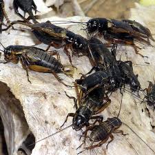 Ever wondered what crickets means? How To Get Rid Of Crickets Inside Your House Dengarden Home And Garden