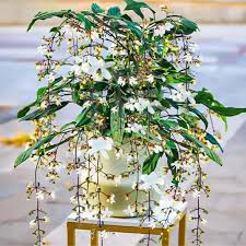 Image result for Clerodendrum rotundifolium