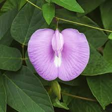 Image result for Clitoria