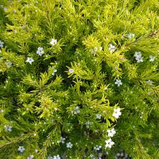 Coleonema is a compact, evergreen shrub with very aromatic foliage and clusters of pale pink flowers from late winter into spring it is easy to care for. Coleonema Sunset Gold Grower Direct
