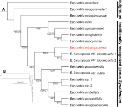 Image result for Euphorbia neoglaucescens