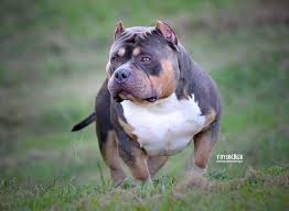 Becoming An American Bully Breeder Read This First