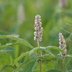 Image result for Cyathula orthacantha