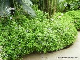 Image result for Asystasia intrusa